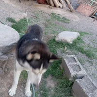 هاسگی نر و باهوش|سگ|تربت جام, شهید غلام زاده|دیوار