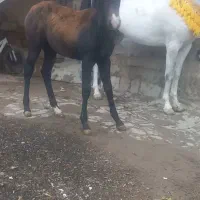 اسب مادیان|اسب و تجهیزات اسب‌سواری|نظر کهریزی, |دیوار