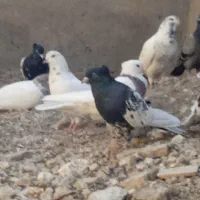 تعدادی زیادی کبوتر فروشی