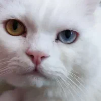 گربه پرشین|گربه|تهران, اکباتان|دیوار
