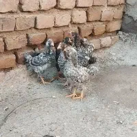 ۶عدد پلیموت راک آمریکایی