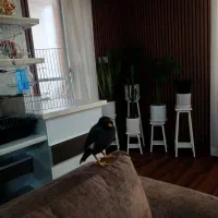 مرغ مینا سخنگو