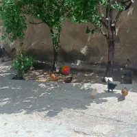 جوجه دوماهه