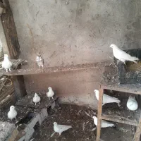 کبوتر خوبه تهرانی