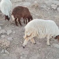 بره ومیش فروش|حیوانات مزرعه|سرپل ذهاب, |دیوار