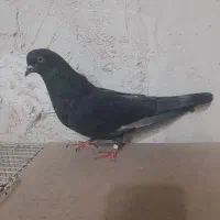 جوجه کفتر سنگین|پرنده|قم, کوه سفید|دیوار