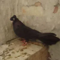 کبوتر صرو