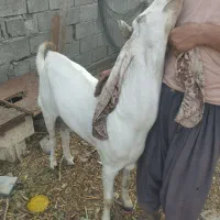 بز نر|حیوانات مزرعه|چابهار, |دیوار