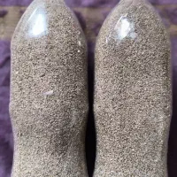 بذر دارو گیاهی|گل و گیاه طبیعی|کرمانشاه, |دیوار