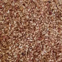 ناردونه محلی|خوردنی و آشامیدنی|فیروزآباد (فارس), |دیوار