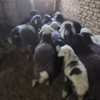 بره وشیشک میش