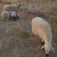 میش زایده یکی دوقلو جمل داره.۳تا