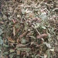 کرفس کوهی کلوس کوهی موسیرخشک|خوردنی و آشامیدنی|کوهرنگ, |دیوار