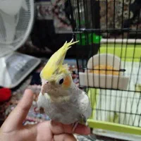 یک عدد عروس هلندی ماده