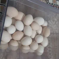 تخم مرغ محلی