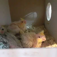 یک جفت عروس هلندی بالغ و کارداده|پرنده|فردوس (خراسان), |دیوار