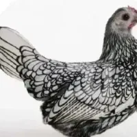 مرغ تخم گزار مینیاتوری جوان