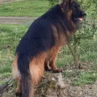 ژرمن نر|سگ|خرم‌آباد, |دیوار