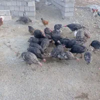 بوقلمون|حیوانات مزرعه|خوی, |دیوار