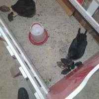 جوجه مرغ گلینلری
