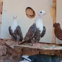 کرمانی|پرنده|مشهد, عیدگاه|دیوار