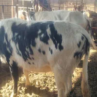 سه راس گاو قربانی نزاییده