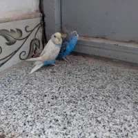 یک جفت  مرغ عشق  سالم