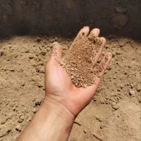 کنجاله هسته زیتون