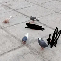 4تا کبوتر باهم 400