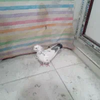 تهرانی