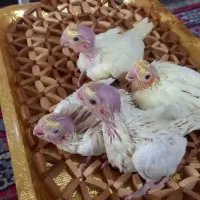 ۴عدد عروس هلندی