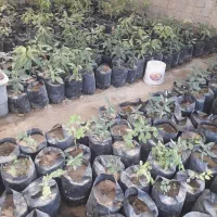 نهال کنار پیوندی انبه مهلی