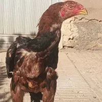 تاج مهر ۵ ماهه