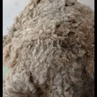 پشم گوسفندی.