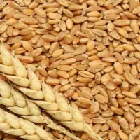 گندم فروشی|خوردنی و آشامیدنی|جلگه ماژان, |دیوار