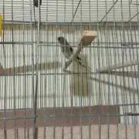 سهره کرمانی نر