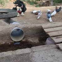 سگ نگهبان