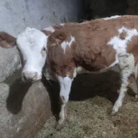 گوساله درجه یک سیمنتال بدونه شاخ روستا