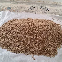 پسته کوهی|خوردنی و آشامیدنی|مشهد, کشاورز|دیوار