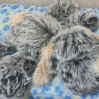 2 عدد سگ خز دار