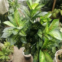 انواع گل مصنوعی