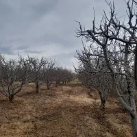 هرس کاری|خدمات باغبانی و درختکاری|مشگین شهر, |دیوار