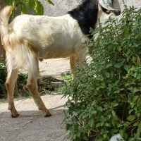 بز سفید و مشکی