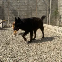 سگ ژرمن
