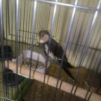 عروس هلندی گم شده