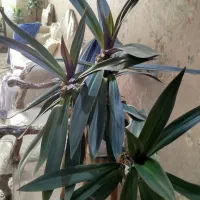 گل آپارتمانی|گل و گیاه طبیعی|کرج, کوی کارمندان جنوبی|دیوار