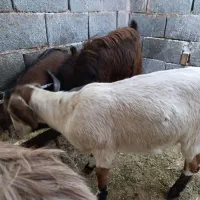 بز و کره|حیوانات مزرعه|یزد, |دیوار