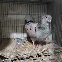 دم سفید ب شرط|پرنده|سبزوار, قصبه شرقی|دیوار