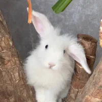 خرگوش لوپ هلندی۶ماهه