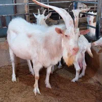 فروش نربز سانن|حیوانات مزرعه|خواف, |دیوار